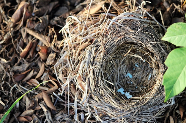 Direct boven het nest op het veld