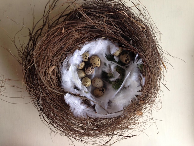 Foto direct boven het schieten van eieren in het nest