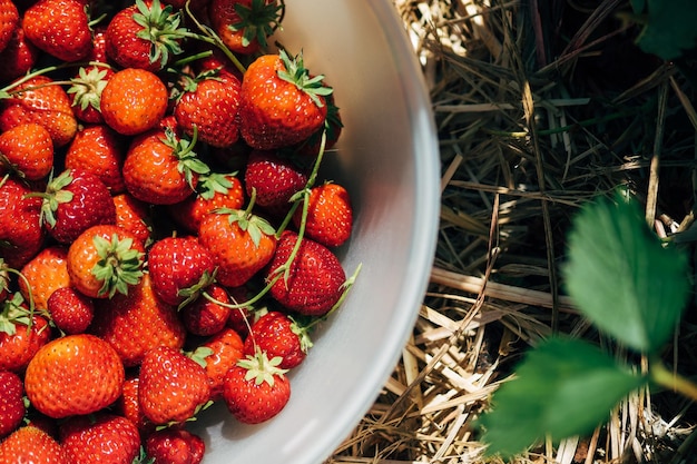 Direct boven het schieten van verse aardbeien in een container op het veld