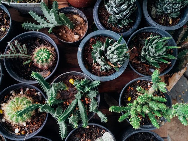 Foto direct boven opname van een sappige plant in een bloempot