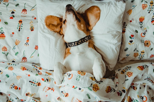 Direct boven opname van hond op bed thuis