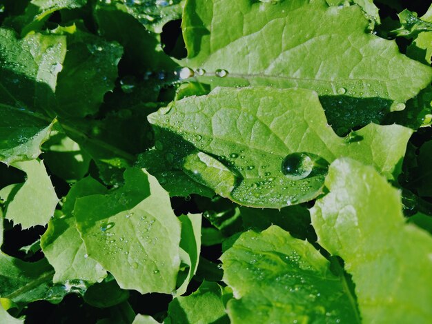 Foto direct boven opname van natte planten op een zonnige dag