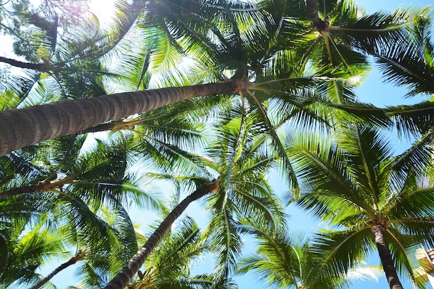 Direct boven opname van palmbomen