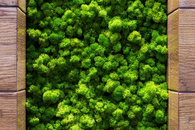 Foto direct boven opname van planten die in de buitenlucht groeien