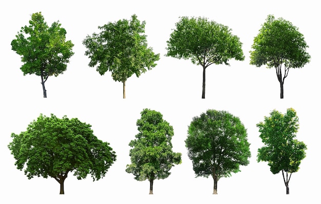 Direct boven opname van verse groene planten tegen een witte achtergrond