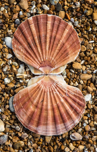 Foto direct boven schot van een schelp op het strand