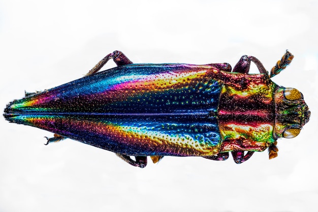 Direct boven veelkleurig insect op witte achtergrond
