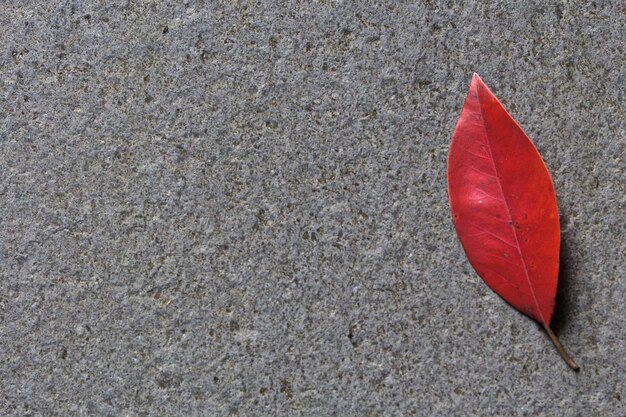 Foto direct boven zicht van droog rood herfstblad op beton