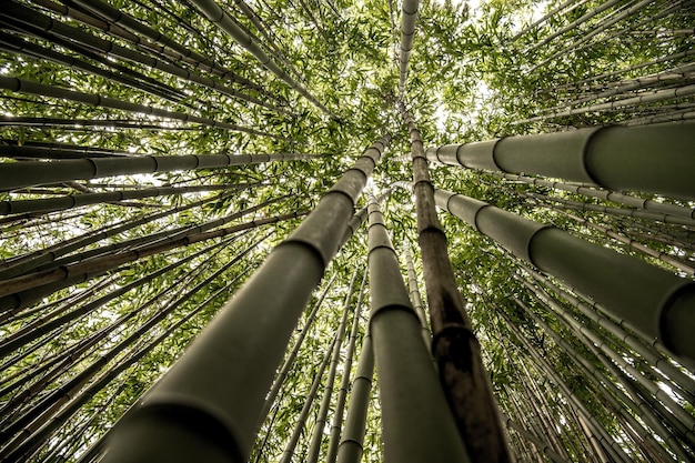 Foto direct hieronder schot van bamboes in het bos