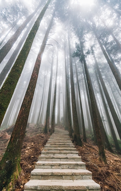 阿里山の石段のある森の中の霧のある木々を通して直射日光を浴びてください。