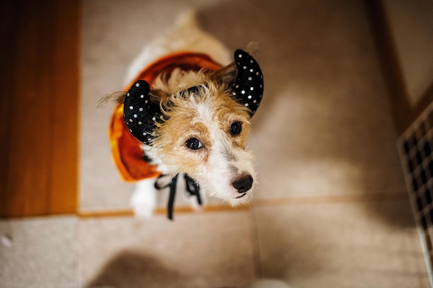 写真 家に立っているペットの服を着た犬の肖像画のすぐ上