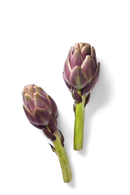 写真 白い背景の artichokesの直接上のショット