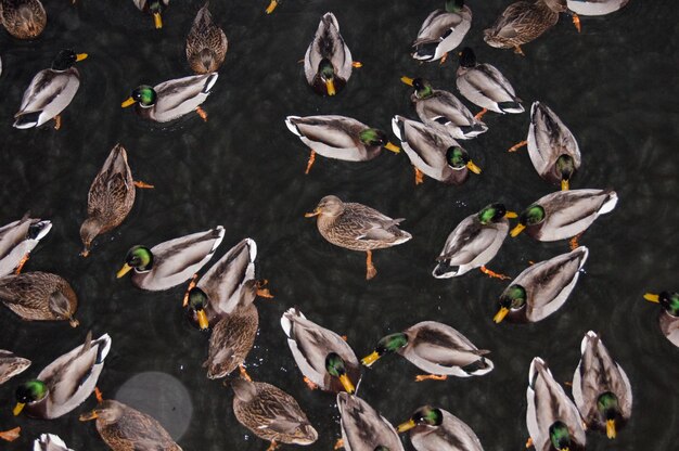 写真 湖で泳いでいるアヒルの直接上のショット