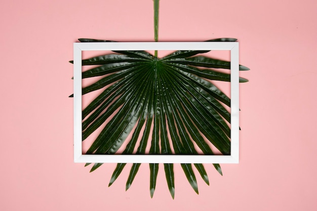 Фото Прямо над кадром на пальмовом листе на цветном фоне