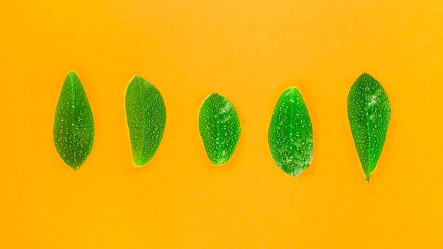 Фото Прямо над снимком свежих зеленых листьев на желтом фоне