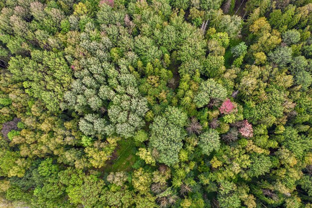 直接上空の無人機は,美しい質感を持つ混合葉樹と松の森のフルフレームショットを撮影しました.