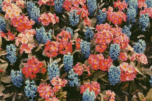 사진 공원 에서 꽃 을 피우고 있는 빨간색 과 파란색 꽃 의  사진