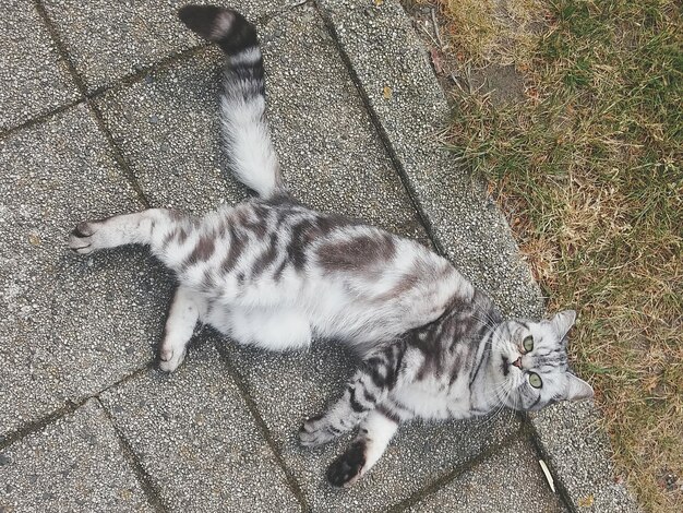 Directly above portrait of cat lying on footpath