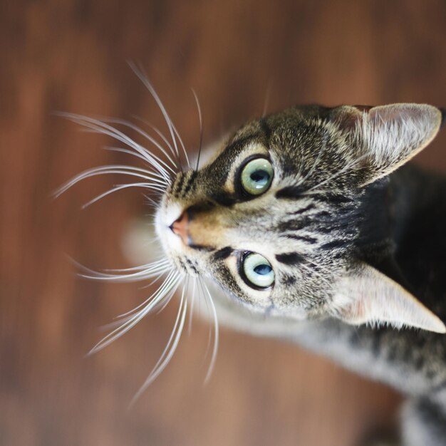 Foto direttamente sopra il ritratto del gatto tabby