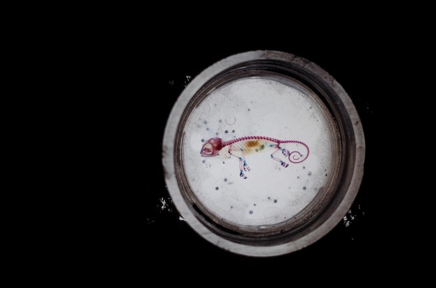 directly above shot of artificial lizard skeleton in container on black background