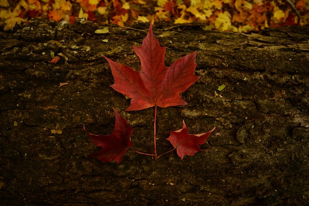 Directly above shot of autumn on wood