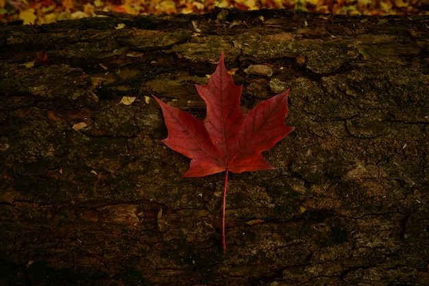 Directly above shot of autumn on wood