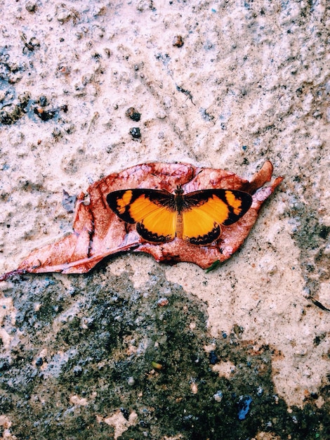 Foto proprio sopra il colpo di farfalla sulla foglia