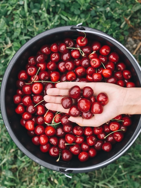 directly above shot of cropped hand cherries above bowl