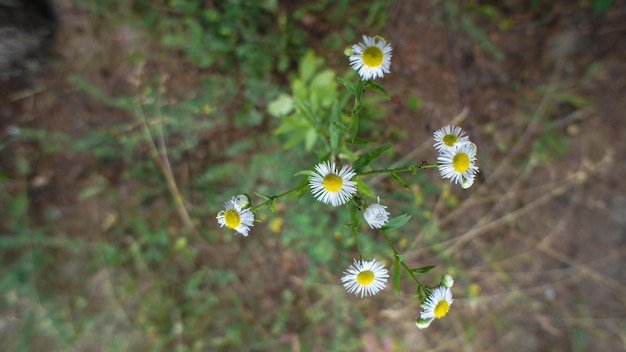 Photo directly above shot of daisy flowers blooming outdoors