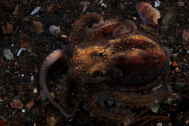 Directly above shot of dead octopus on shore at beach