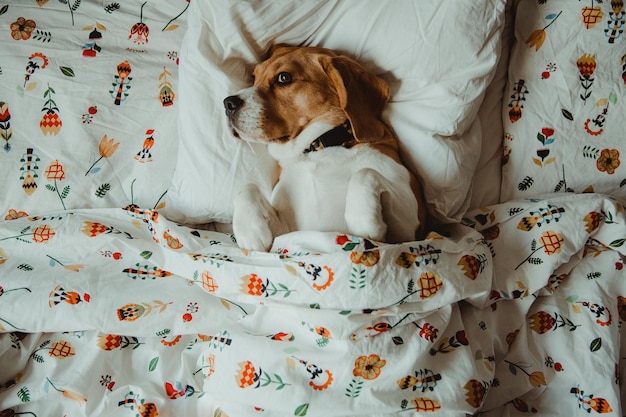 Directly above shot of dog on bed at home