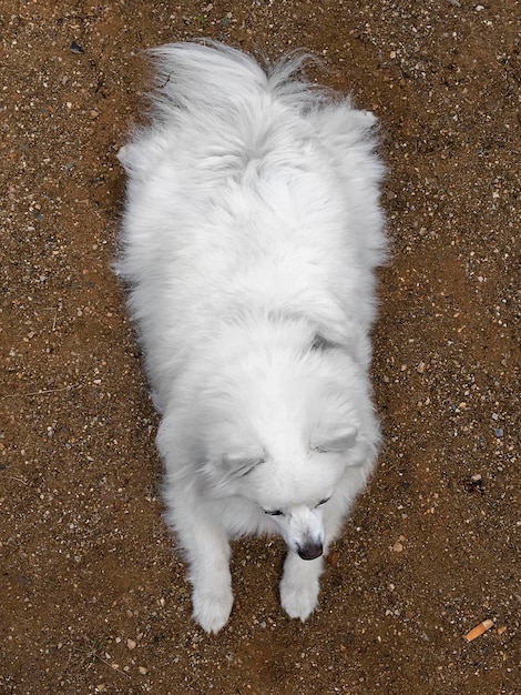 Photo directly above shot of dog resting on field