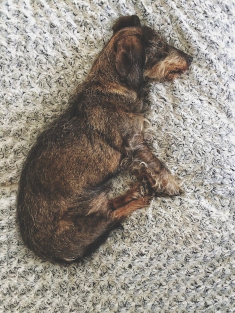 Photo directly above shot of dog sleeping on bed