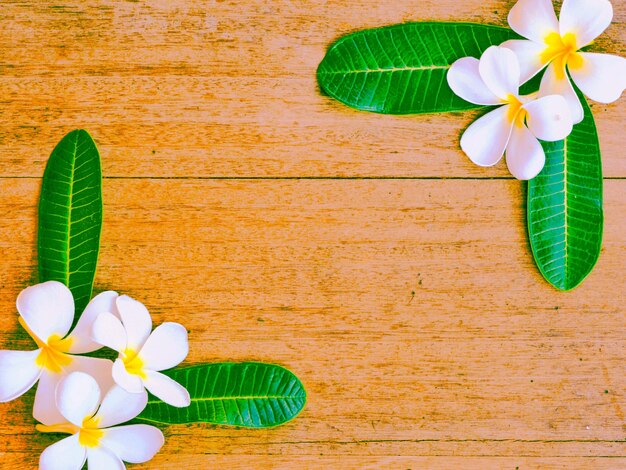 Photo directly above shot of flowering plant on table