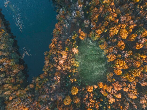 Directly above shot of forest during autumn