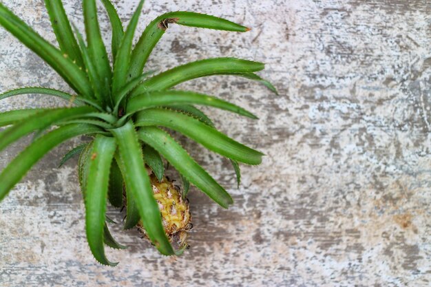 Directly above shot of fresh green plant