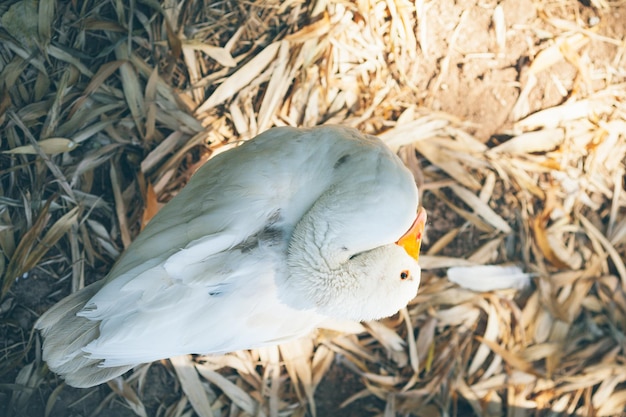 Directly above shot of goose on field