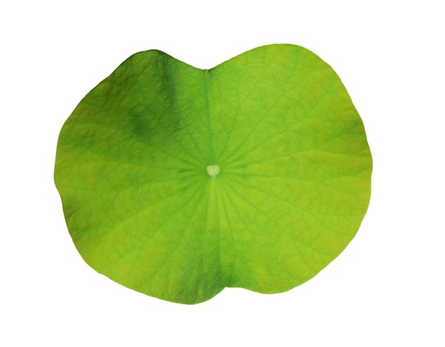 directly above shot of green leaf against white background