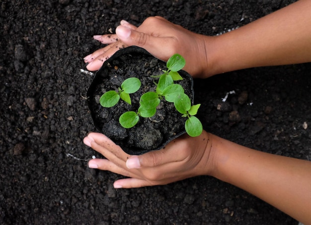 Photo directly above shot of hands holding sapling