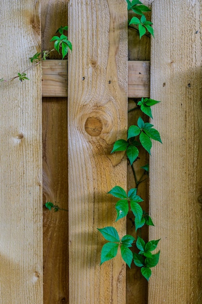 Foto direttamente sopra il colpo di edera che cresce sulla recinzione di legno