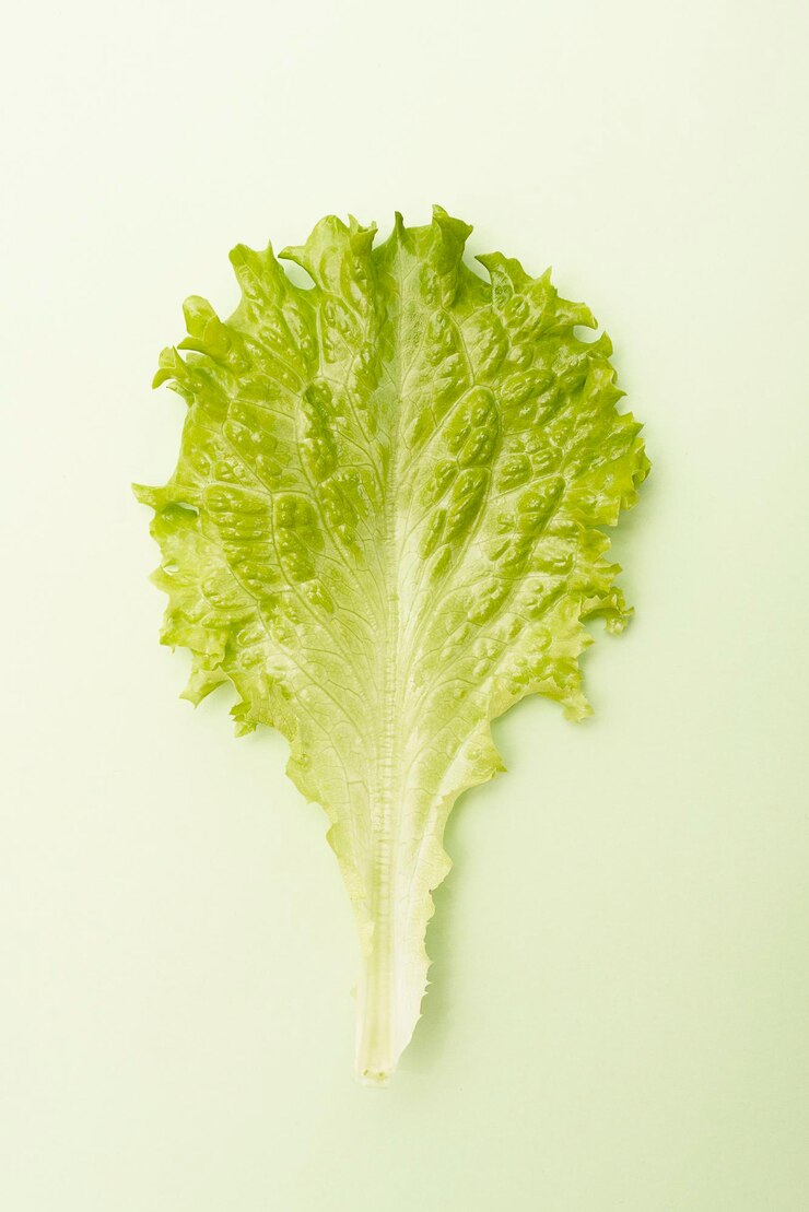 Photo  바탕 에 잎 을 찍은 사진