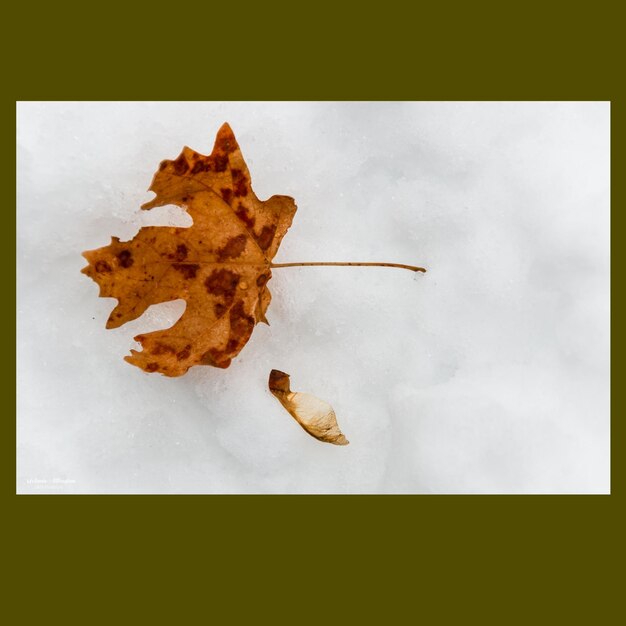 Photo directly above shot of leaf on paper against green background