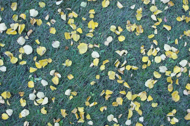 Photo directly above shot of leaves on grassy field during autumn
