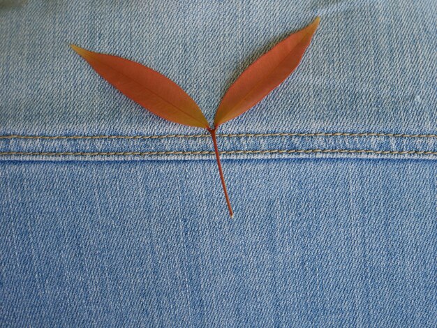 Photo directly above shot of leaves on jeans