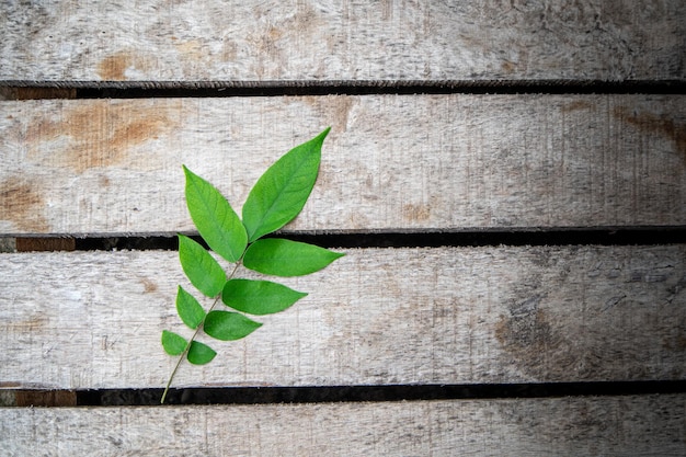 directly above shot of leaves on plant against wall