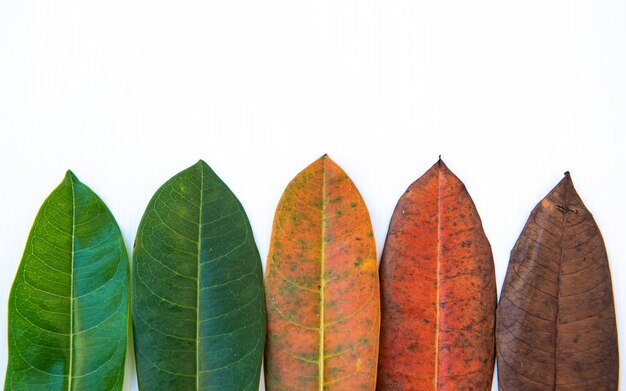 Photo directly above shot of leaves over white background