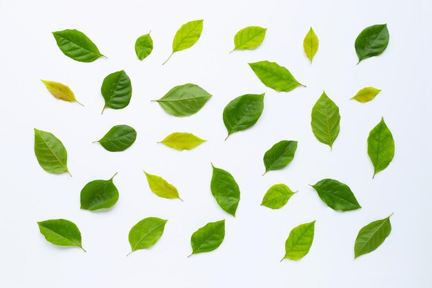 Photo directly above shot of leaves on white background