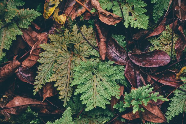 Photo directly above shot of leaves