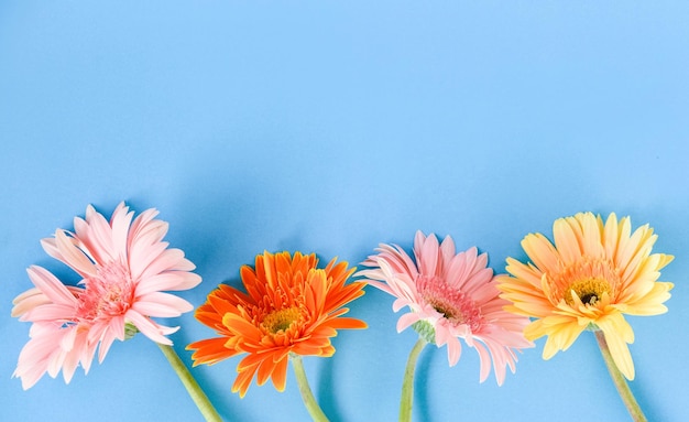 Photo directly above shot of multi colored flowers on blue background