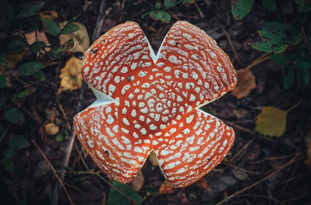 Photo directly above shot of mushroom growing on land